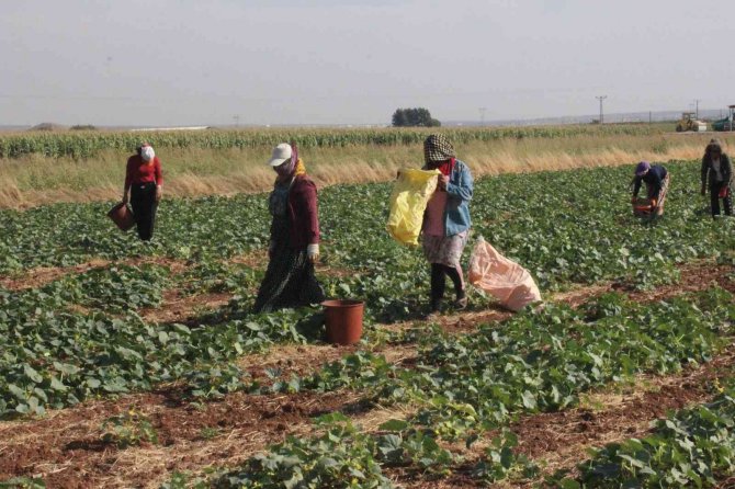 Kilis’te Turşuluk Hıtta Acur Zamanı