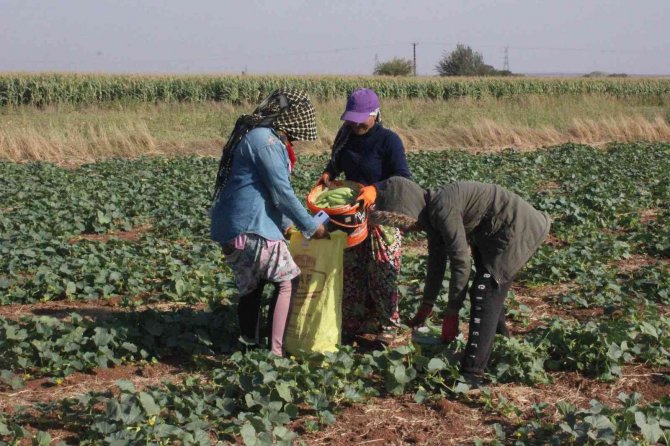 Kilis’te Turşuluk Hıtta Acur Zamanı