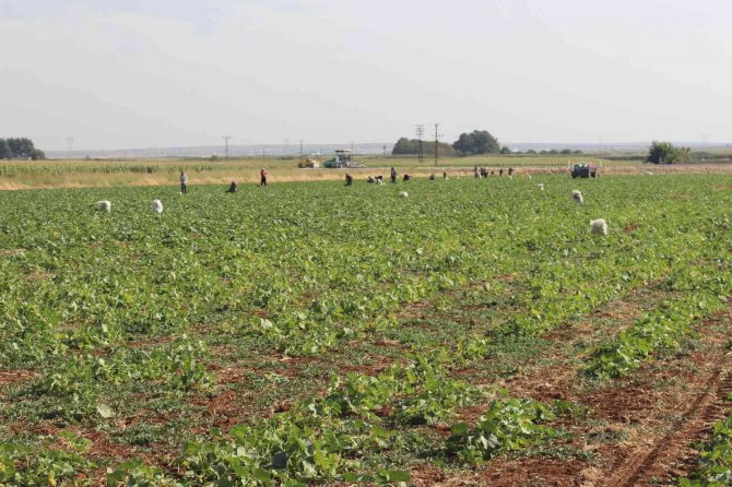 Kilis’te Turşuluk Hıtta Acur Zamanı