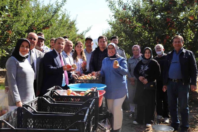 -Korkuteli Protokolü Elma Hasatında