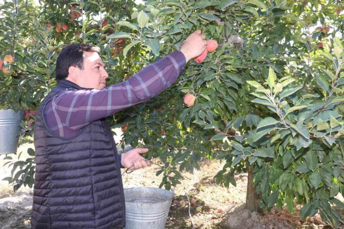 -Korkuteli Protokolü Elma Hasatında