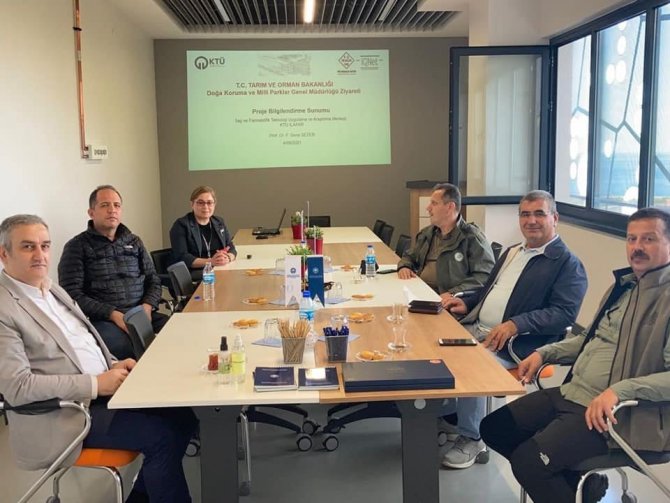 Trabzon Kanaryaotu Ve Allı Gelin Bitkisinin İlaç Olma Potansiyelleri Araştırılıyor