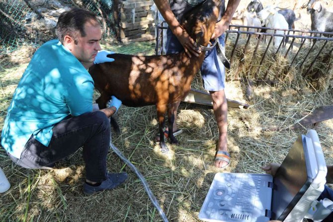 Kıl Keçisi Desteği Başvuruları Devam Ediyor