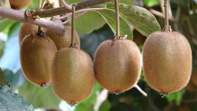 Ordu Kivisinin Fiyatı Belirlendi