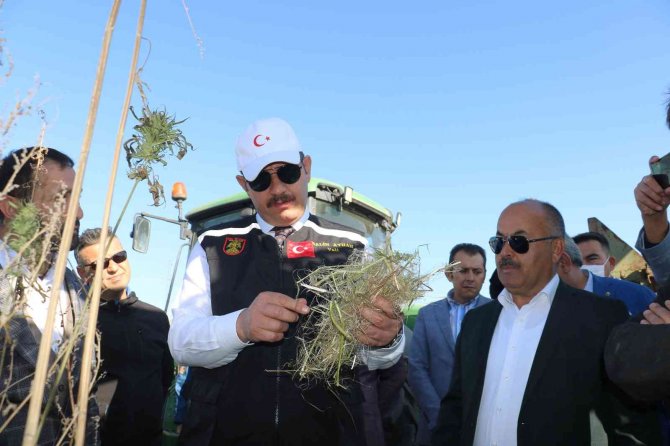 Kenevir Umut Oldu, İlk Hasat Gerçekleştirildi