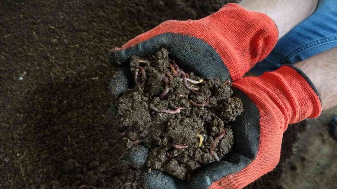 Bu Tesiste 10 Milyon Solucan Çalışıyor