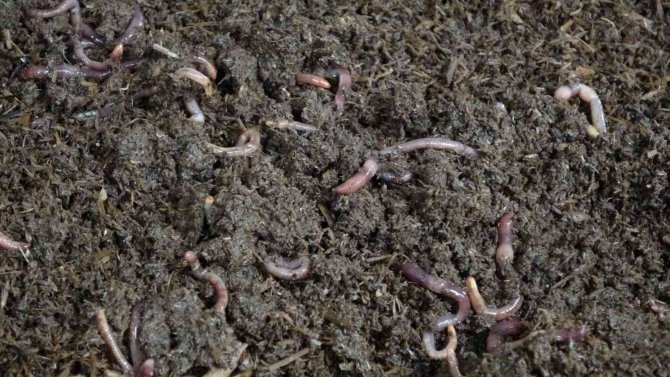 Bu Tesiste 10 Milyon Solucan Çalışıyor