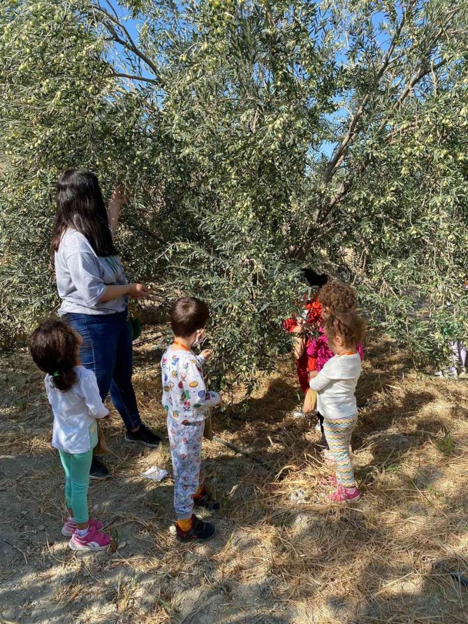 Minik Öğrenciler Zeytin Hasadı Yaptı