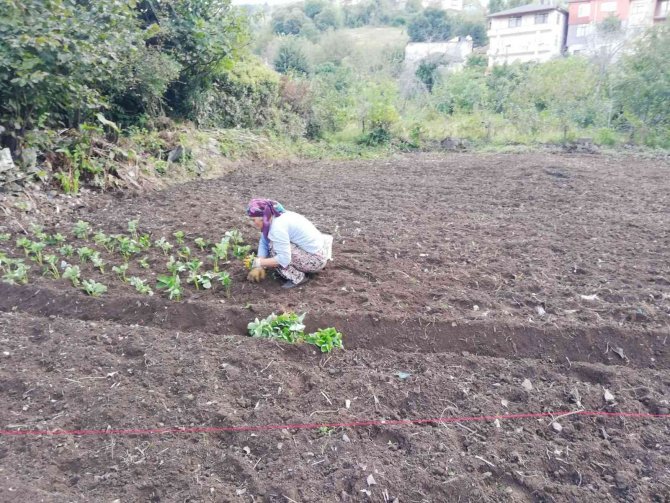 Çilek Fide Ekimi Başladı