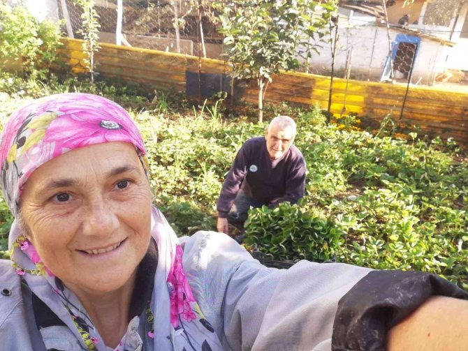 Çilek Fide Ekimi Başladı