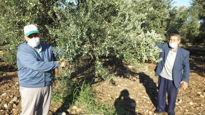 Burhaniye’de Yağmur Zeytinciyi Sevindirdi