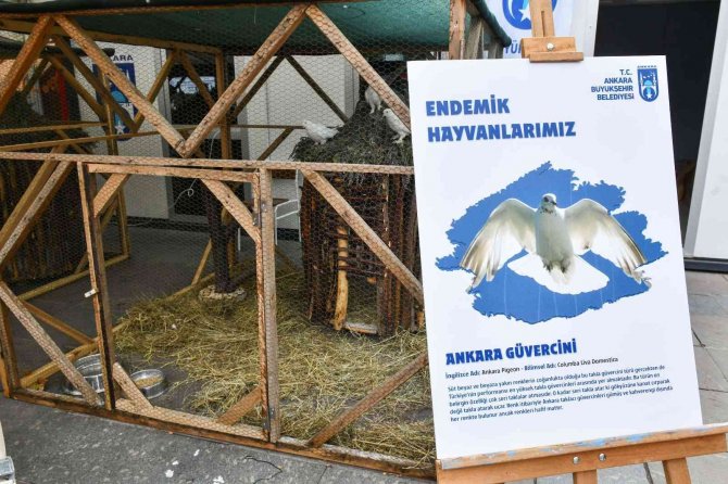 Ankara Büyükşehir Belediyesi “Başkent’in Beş Beyazı”nı Tanıttı