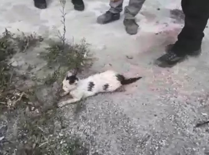 Çoruh Nehrine Düşen Kediyi Afad Ekipleri Kurtardı