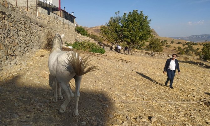 Gerger’de ‘Kuduz’ Karantinası