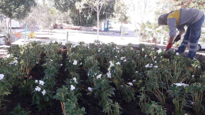 Didim’de Mevsimlik Çiçeklerin Dikimi Yapılıyor