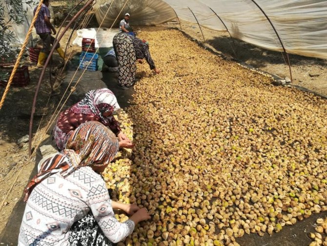 Dünya Kuru İncirin Müptelası Oluyor