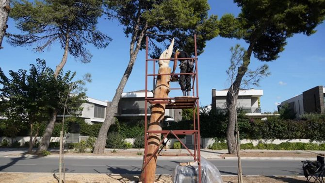 Çeşme’de Ömrünü Tamamlamış Ağaçlar Sanat Eserine Dönüşüyor