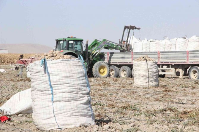 Patates Hasadı Kova Fırlatmayla Başladı