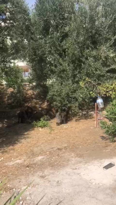 Kazdağları’na Aç Kalan Domuzlar Şehre İndi, O Ânlar Kameralara Yansıdı
