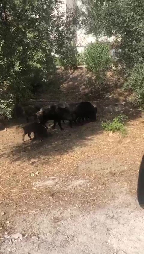 Kazdağları’na Aç Kalan Domuzlar Şehre İndi, O Ânlar Kameralara Yansıdı
