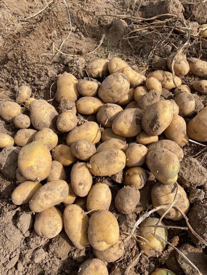 Yerli Ve Milli Patates Çiftçilere Tanıtıldı