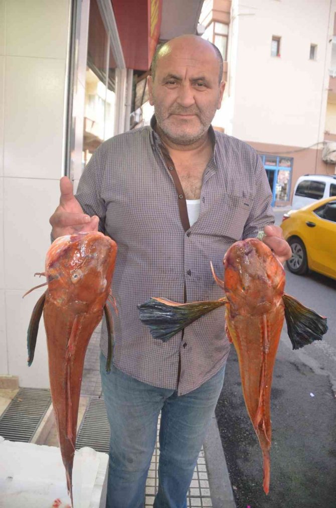 Sinop’ta 5 Kiloluk Kırlangıç Balığı Yakalandı