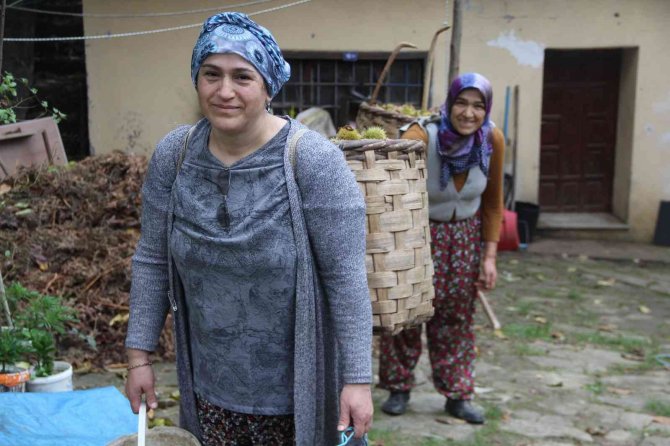 Sinop Kestanesinde En Verimli Sezon