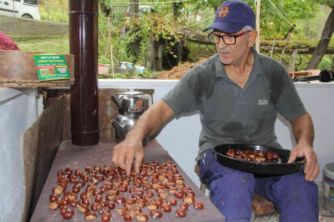 Sinop Kestanesinde En Verimli Sezon