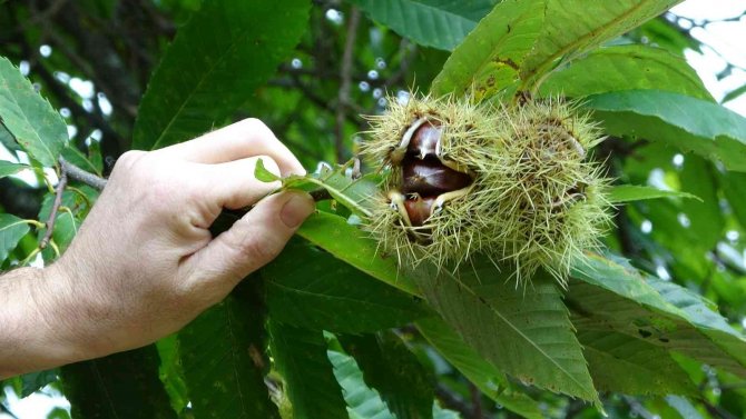 Sinop Kestanesinde En Verimli Sezon
