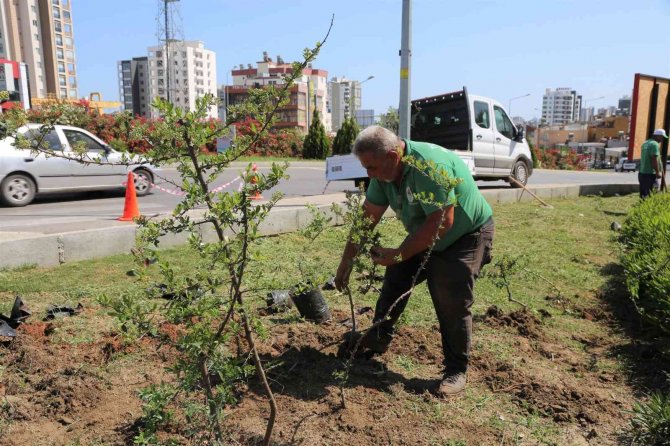 Toroslar Belediyesi, İlçenin Çiçek Ve Bitkilerini Kendi Serasında Yetiştiriyor