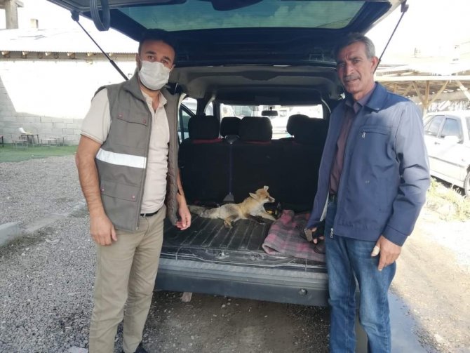 Yaralı Tilki Tedavi Altına Alındı