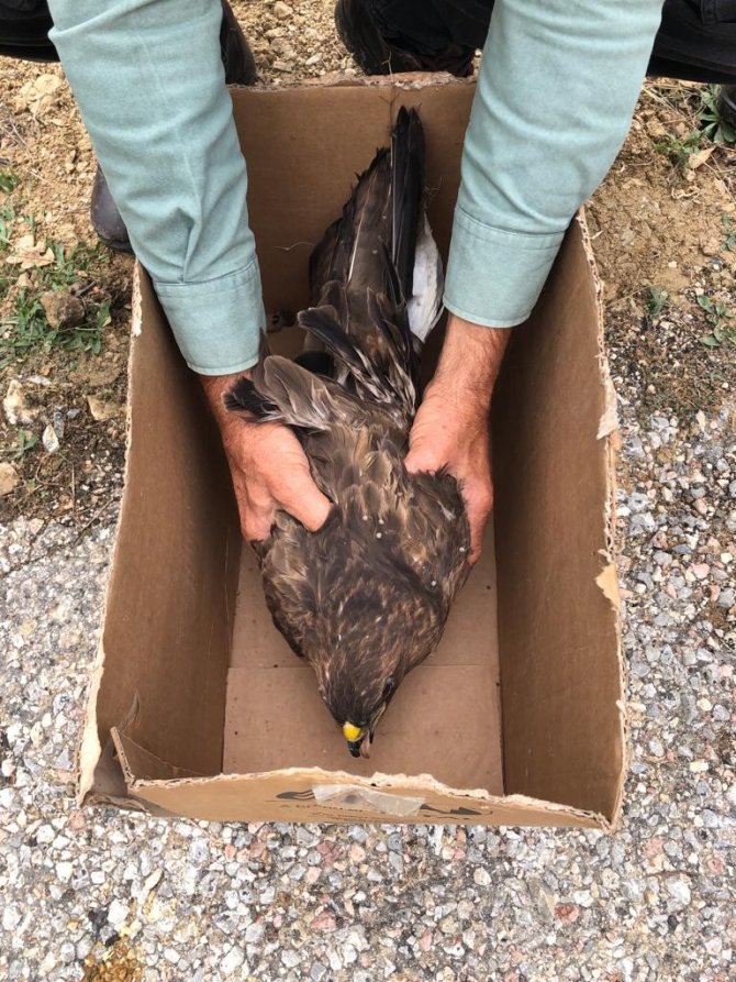 Yaralı Kartal Tedavi Altına Alındı