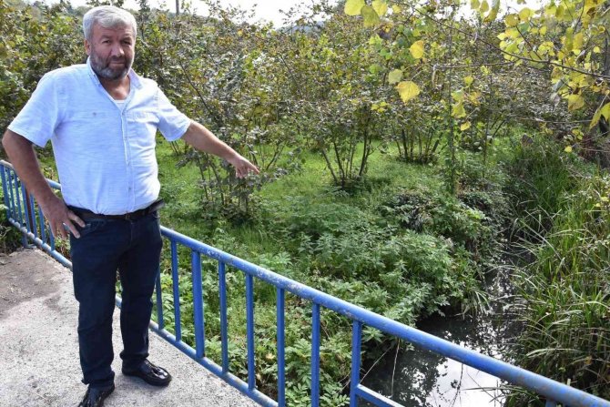 Fabrikalardan Dereye Salınan Kimyasal Atıklar Mahalledeki Seraları Kuruttu