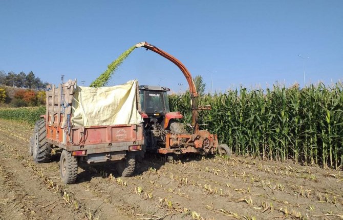 Sungurlu’da Silajlık Mısır Hasadına Başlandı