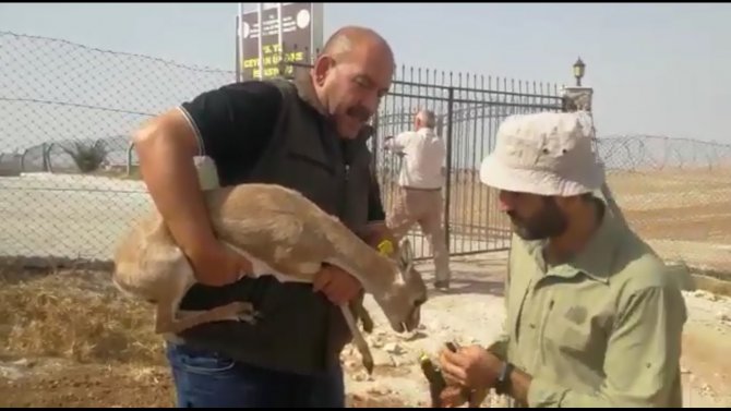 Kaçak Yolla Mersin’e Getirilen Ceylan Şanlıurfa’da Doğal Yaşam Alanına Salındı
