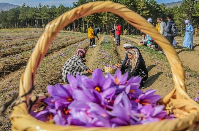 Kbü’lü Uluslararası Öğrencilerden Safran Hasadı