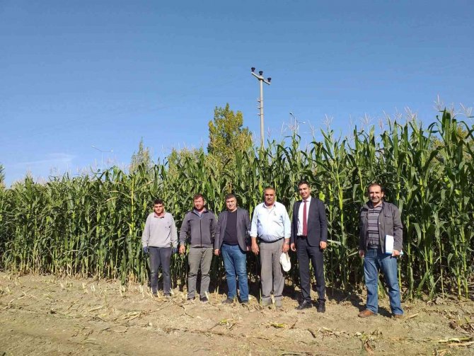 Sungurlu’da Silajlık Mısır Hasadına Başlandı