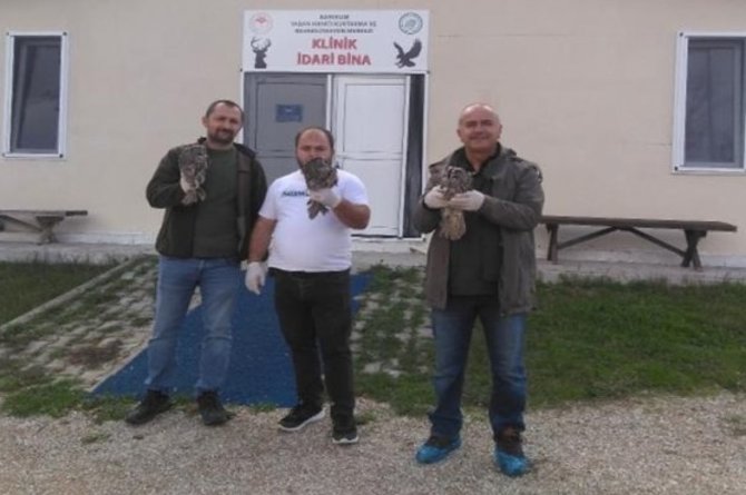 Sinop’ta 3 Alaca Baykuş Ve 2 Şahin Tedavi Edilip Doğaya Salındı