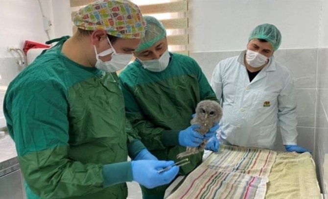 Sinop’ta 3 Alaca Baykuş Ve 2 Şahin Tedavi Edilip Doğaya Salındı
