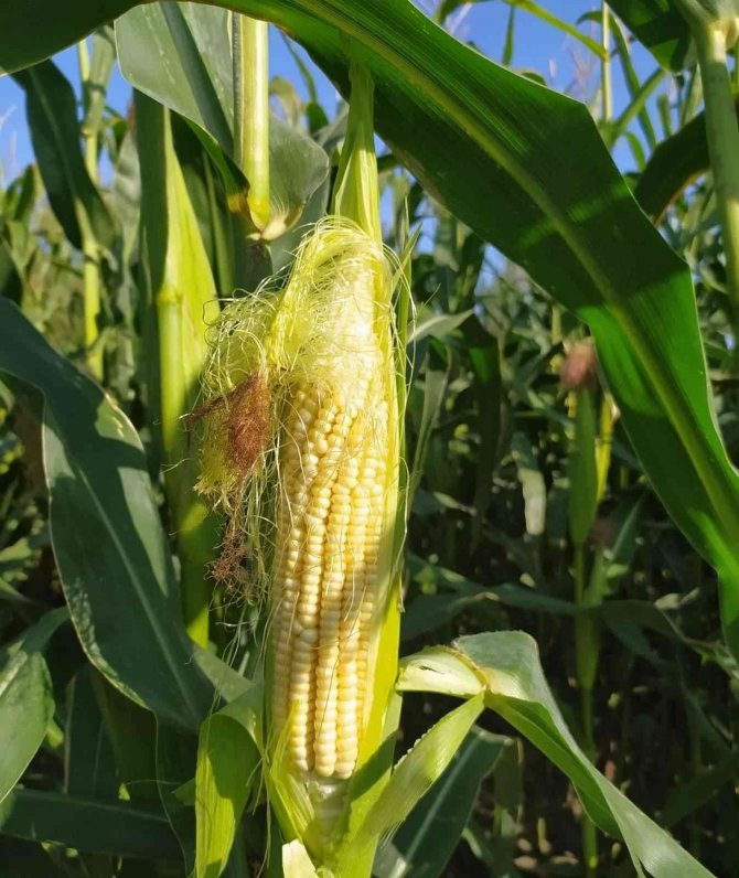 Sungurlu’da Silajlık Mısır Hasadına Başlandı