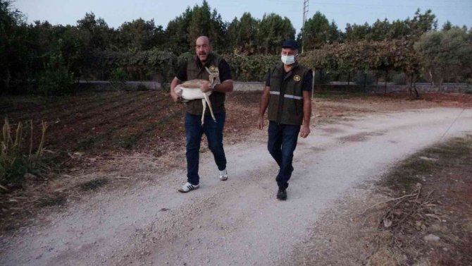 Kaçak Yolla Mersin’e Getirildiği Düşünülen Ceylan Koruma Altına Alındı