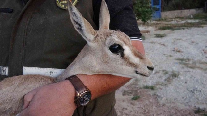 Kaçak Yolla Mersin’e Getirildiği Düşünülen Ceylan Koruma Altına Alındı
