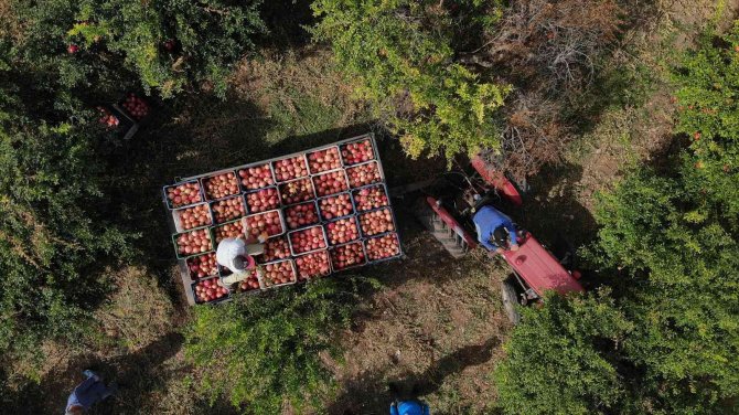 Antalya’da Hicaz Narı Yüz Güldürüyor