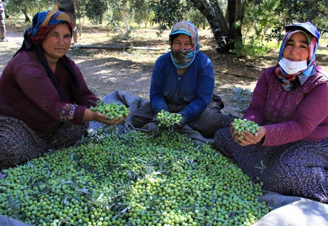 Tescille Önü Açılan Mut Zeytinyağı Avrupa’ya İhraç Edilmeye Başlandı