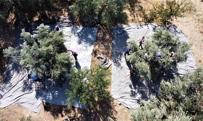 Tescille Önü Açılan Mut Zeytinyağı Avrupa’ya İhraç Edilmeye Başlandı