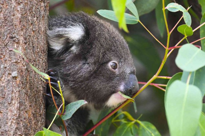 Avustralya’da 400 Koala Klamidyaya Karşı Aşılanacak
