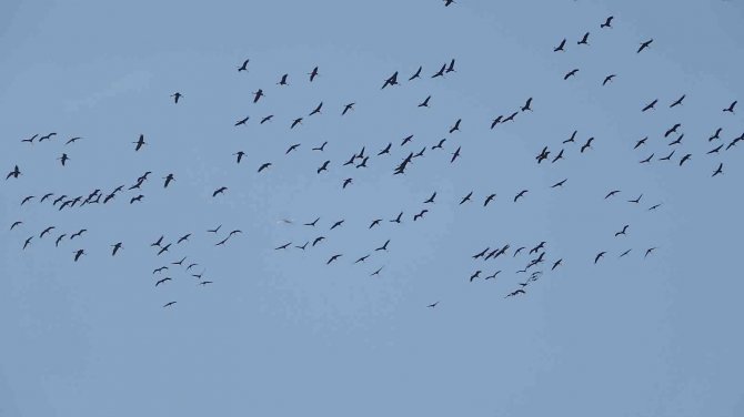 Hatay’da Göç Eden Turnaların Muhteşem Görüntüsü