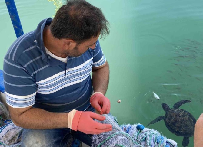 Carettalarla Dost Olan Mersinli Balıkçılar, Onları Elleriyle Besliyorlar
