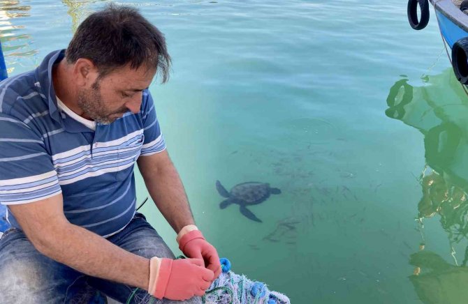Carettalarla Dost Olan Mersinli Balıkçılar, Onları Elleriyle Besliyorlar