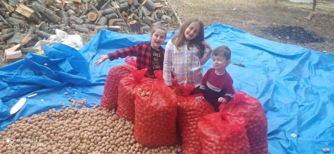 Minikler Cevizleri Kurutup Çuvallara Doldurdu